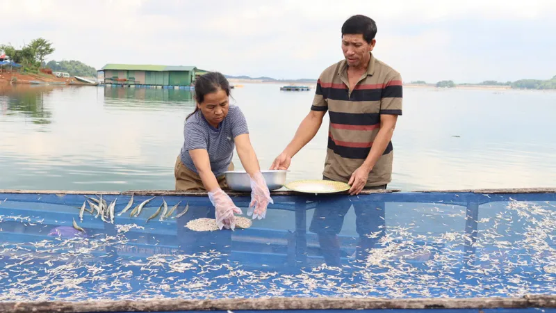 Nghề làm bánh tráng cá cơm của ngư dân làng chài trên núi