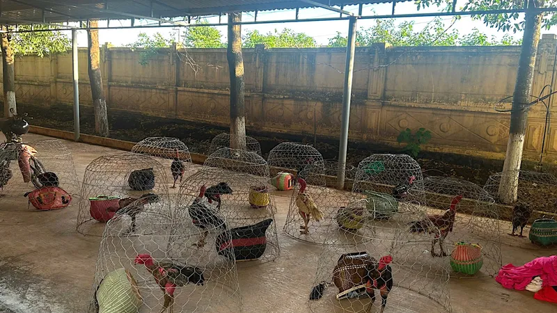 Gia Lai: Đột kích sới gà, bắt giữ 31 đối tượng