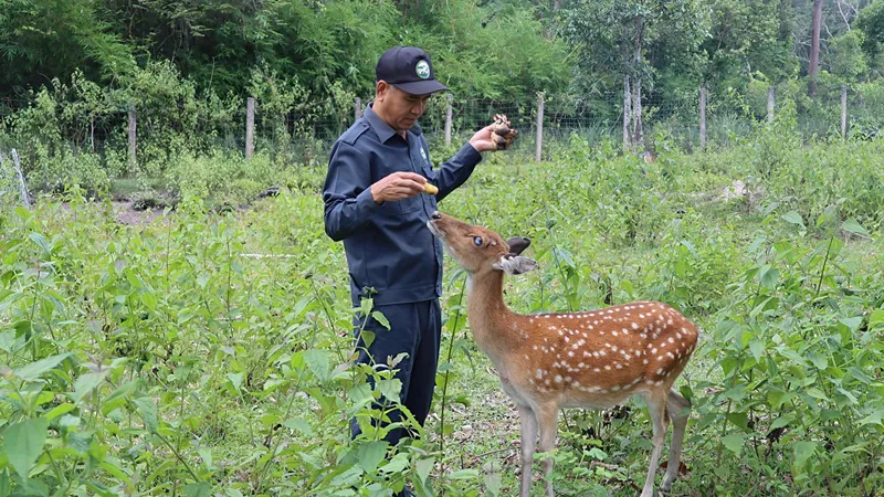Ngắm đàn hươu sao, nai giữa thảo nguyên xanh Kon Ka Kinh