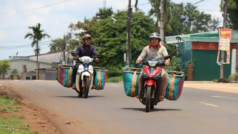 Ngược xuôi gom bơ mùa thu hoạch