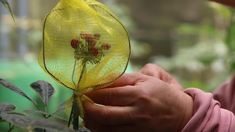 Làm "áo giáp" bảo vệ hạt sâm Ngọc Linh