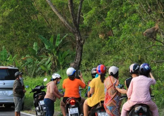 Không cho khỉ ăn để bảo vệ đàn khỉ trên bán đảo Sơn Trà
