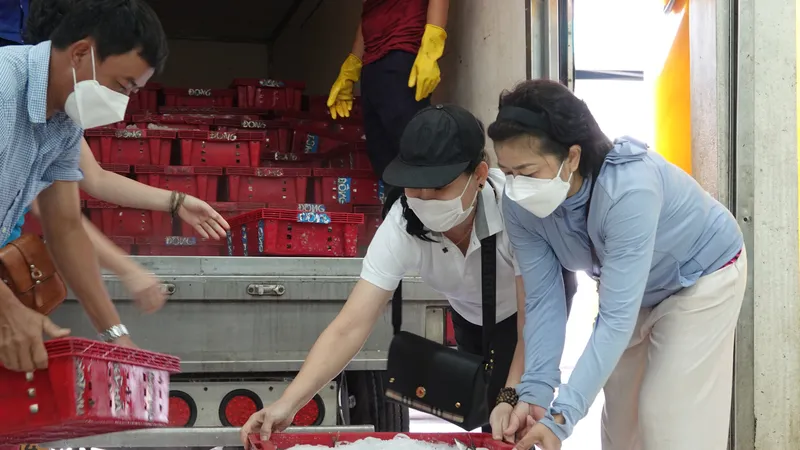 Các tình nguyện viên lựa những mẻ cá ngon nhất để gửi tới người dân TPHCM