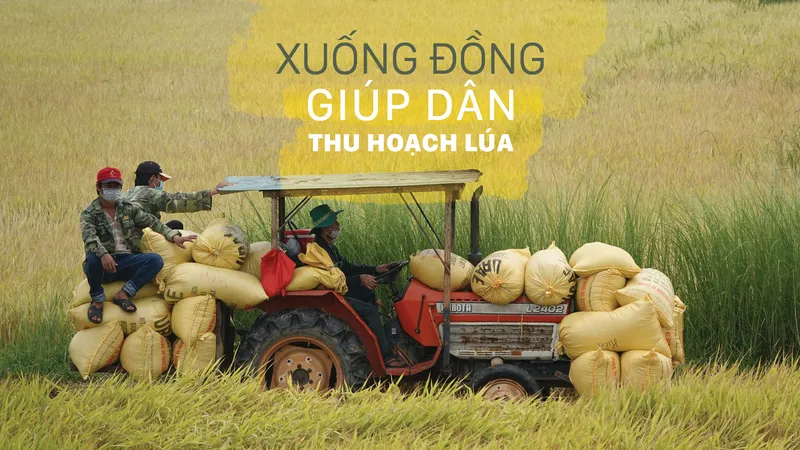 Xuống đồng giúp dân thu hoạch lúa