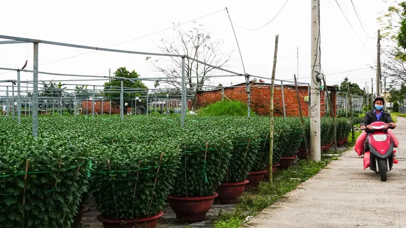 Các hộ trồng hoa ở làng Vân Dương (xã Hòa Liên, huyện Hòa Vang) nằm rải rác xung quanh con đường tại xã