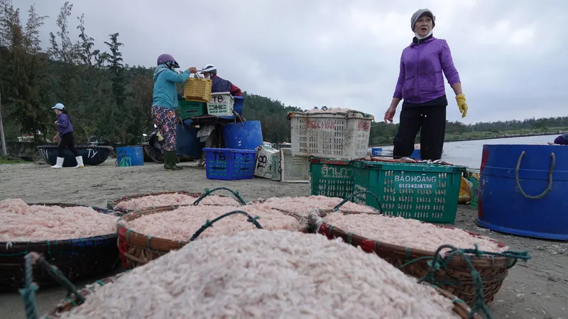 Những thúng ruốc đầy ăm ắp