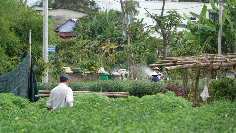 Huyện Hòa Vang: Không giải quyết hồ sơ chuyển mục đích sử dụng đất nông nghiệp