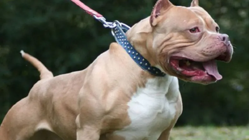 Chó pitbull. Ảnh minh họa
