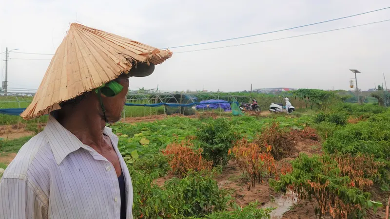 Ông Lê Hồng Việt đau đáu nhìn mấy cây ớt mới trồng bị chết cháy. Ảnh: XUÂN QUỲNH