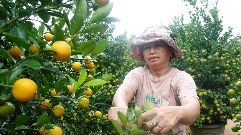 Bà Nghiêm Thị Phượng (trú xã Cẩm Hà, TP Hội An) cắt tỉa để có những chậu quất đẹp nhất đáp ứng thị trường. Ảnh: XUÂN QUỲNH