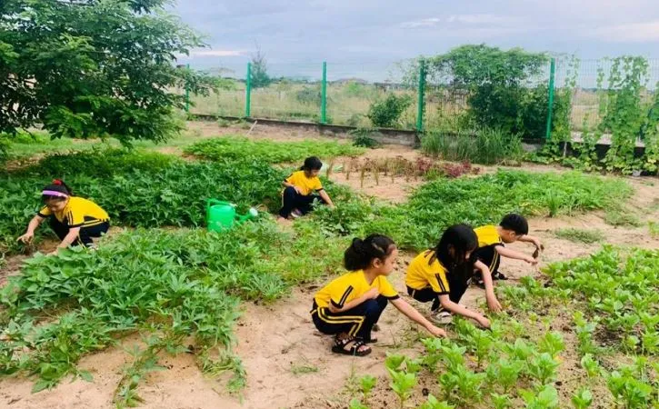 Vườn rau sử dụng phân hữu cơ do Trường Tiểu học Phạm Hồng Thái (quận Ngũ Hành Sơn) ủ từ rác nhà bếp