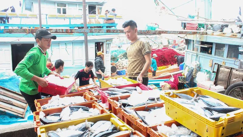 Ngư dân tất bật chuyển cá từ tàu về bờ. Ảnh: XUÂN QUỲNH