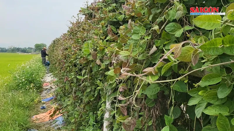 Kiếm bộn tiền nhờ lá mơ
