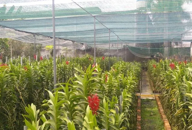 Xây dựng làng nghề hoa - cây kiểng, cá cảnh tại huyện Củ Chi