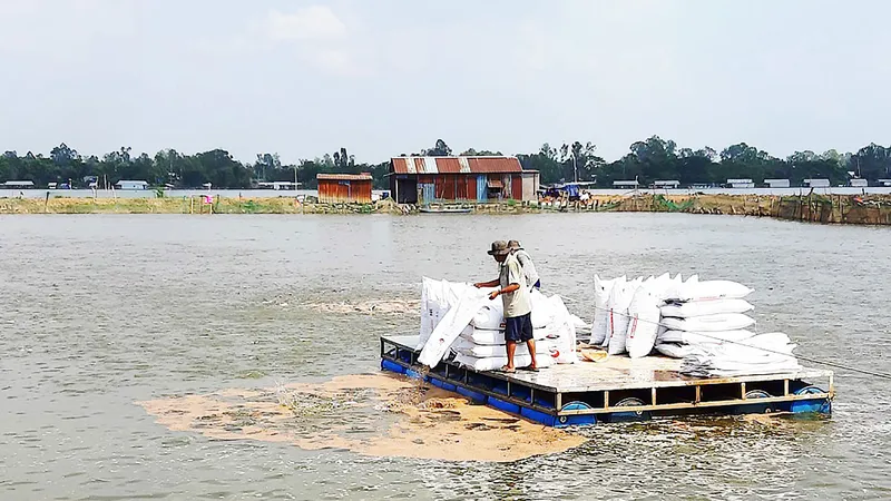 Chuỗi liên kết cá tra đổ vỡ: Đảm bảo quyền lợi cho người nuôi ra sao?