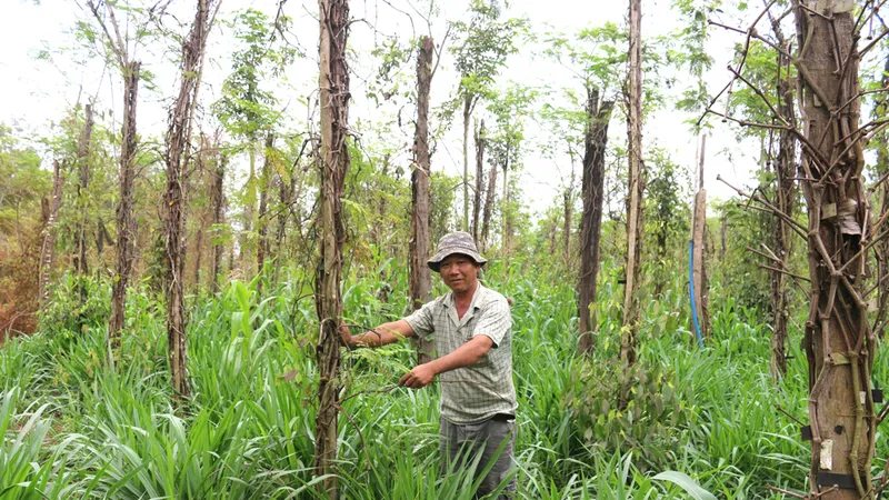 Người trồng tiêu huyện Bù Đốp (Bình Phước) điêu đứng vì giá cả xuống thấp kéo dài
