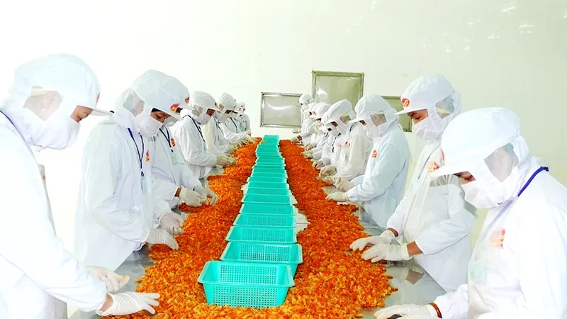Chế biến tôm xuất khẩu ở ĐBSCL. Ảnh: TẤN THÁI
