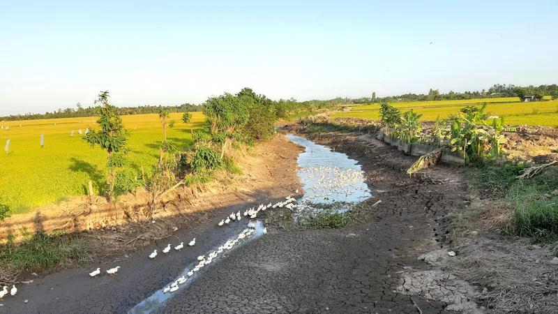 Nhiều kênh mương ở Tiền Giang khô kiệt, ảnh hưởng đến vụ lúa đông xuân. Ảnh: TÍN HUY
