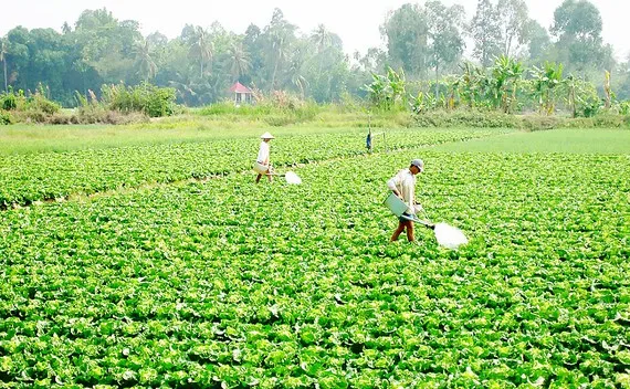 TPHCM gieo trồng 6.400ha vụ đông xuân
