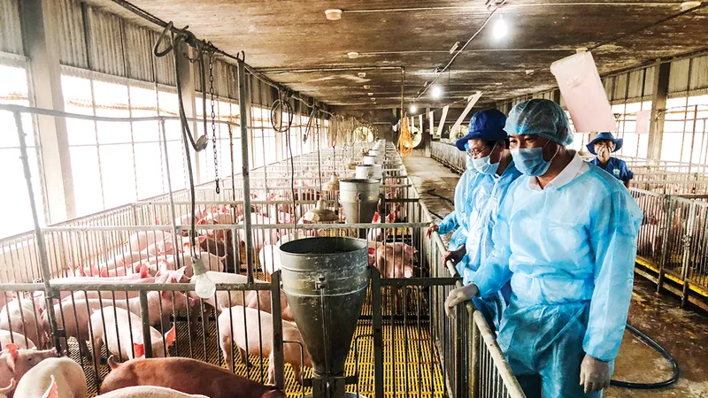 Trong quá trình tái đàn, các trang trại phải tuân thủ quy trình chăn nuôi an toàn sinh học nhằm đảm bảo không lây nhiễm dịch tả heo châu Phi