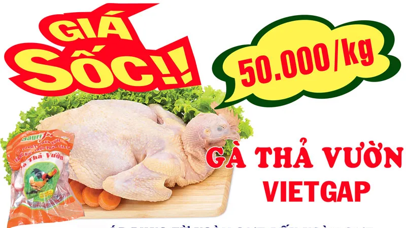 Giá Sốc Gà thả vườn VietGAP 50.000 đồng/kg