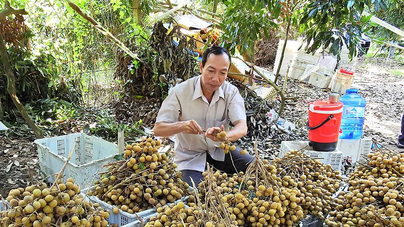 Trồng nhãn xuất khẩu, thế mạnh của huyện Châu Thành 