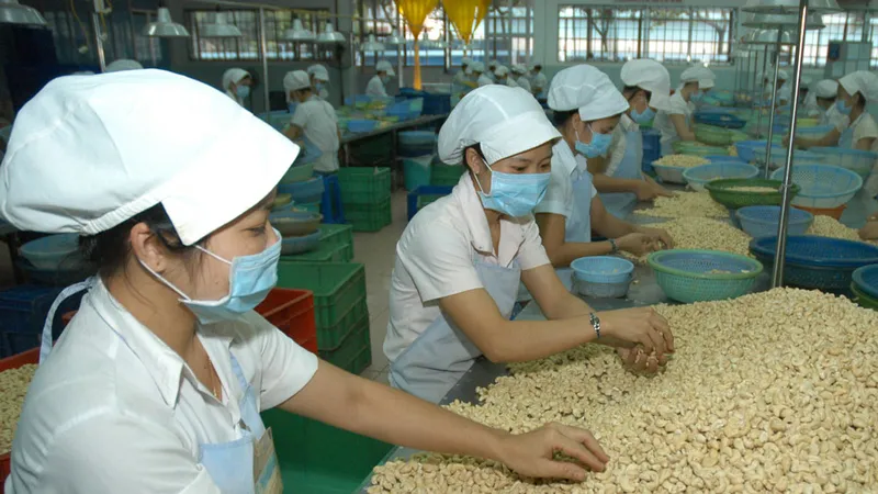 Chế biến hạt điều tại tỉnh Bình Phước. Ảnh: CAO THĂNG