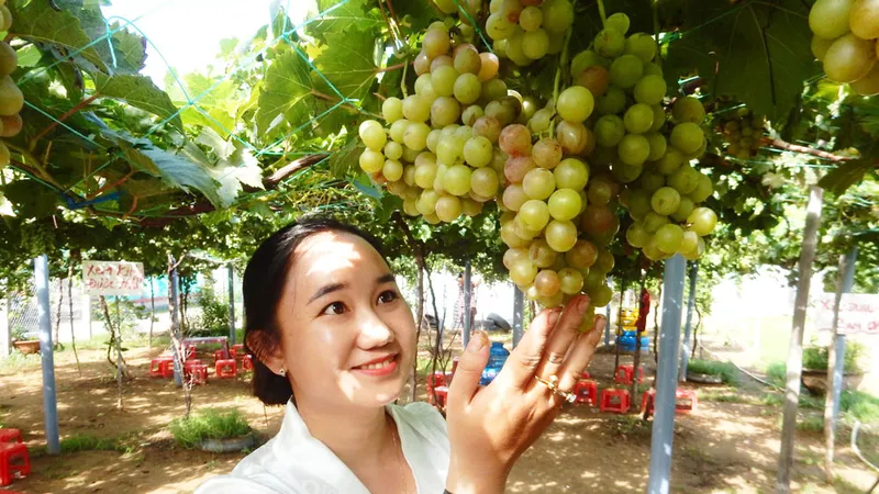 Chị Trần Thị Thúy bên vườn nho của mình 