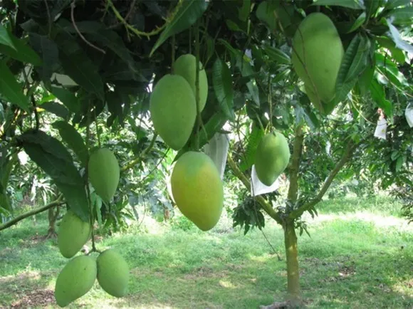 Nâng cao năng lực chuỗi giá trị xoài Đồng bằng sông Cửu Long