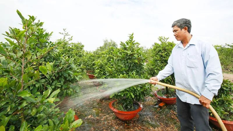 Mai thực sự là vàng