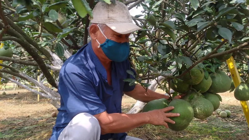 Ông Nguyễn Minh Hùng (ấp Tân Trạch, xã Bạch Đằng) kỳ vọng vụ bưởi tết năng suất cao, được giá, hút hàng