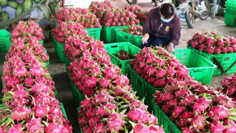 “Thủ phủ thanh long” Bình Thuận rất cần các cơ chế, chính sách để phát triển bền vững. Ảnh: NGUYỄN TIẾN
