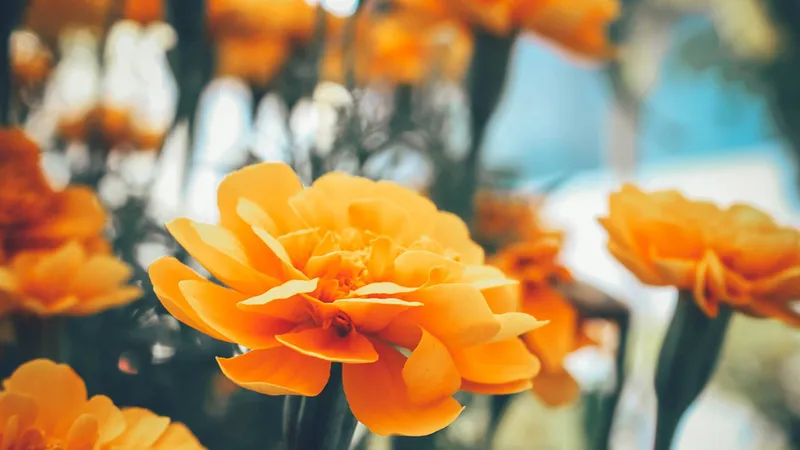 Đạo hiếu ngày cuối năm