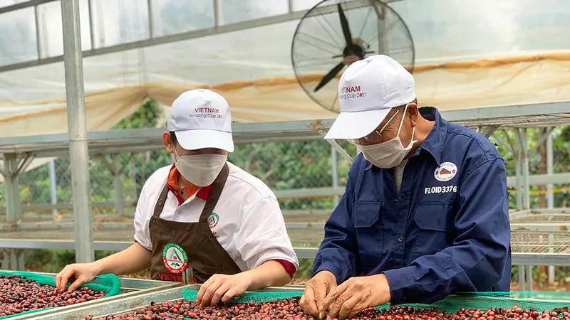Sản xuất cà phê ở Đắk Lắk. Ảnh: MAI CƯỜNG