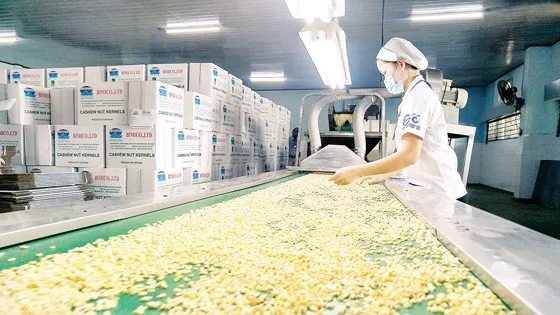 36 container nhân điều nghi bị lừa khi xuất sang Italy: Nguy cơ mất trắng hơn 160 tỷ đồng