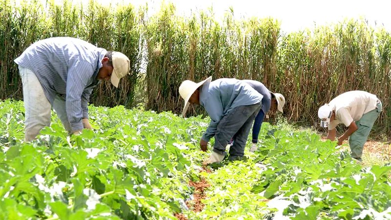 Nông dân Brazil canh tác hoa màu