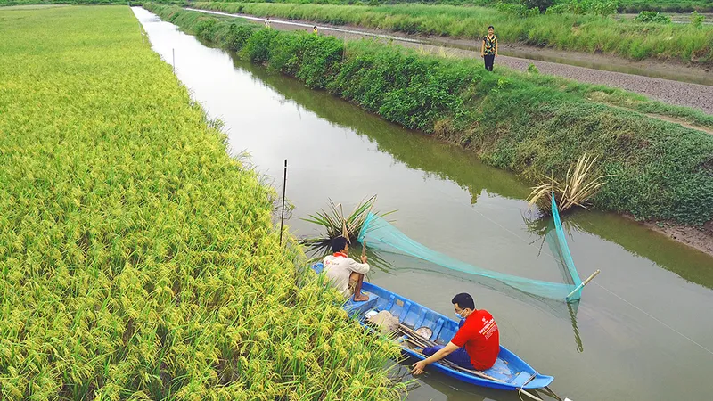Sản xuất lúa hữu cơ kết hợp nuôi tôm ở Trà Vinh cho hiệu quả cao. Ảnh: TÍN DI