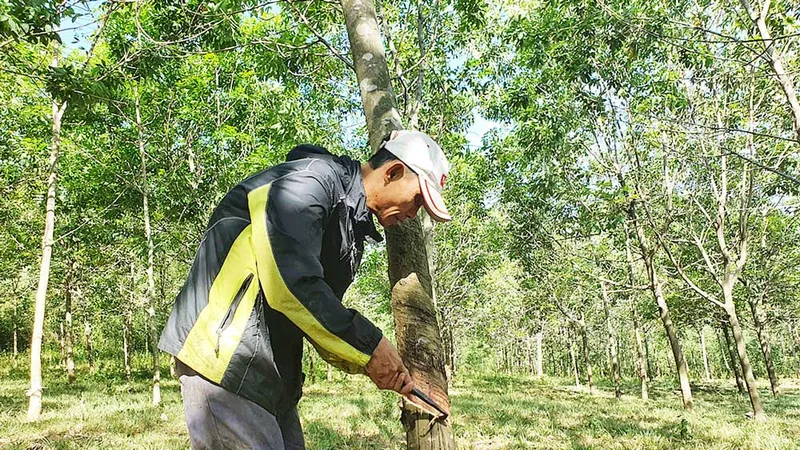 Đoàn viên làng Trường Xuân khai thác mủ cao su