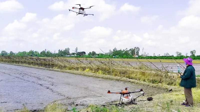 Drone ngày càng xuất hiện nhiều trên đồng ruộng Hậu Giang