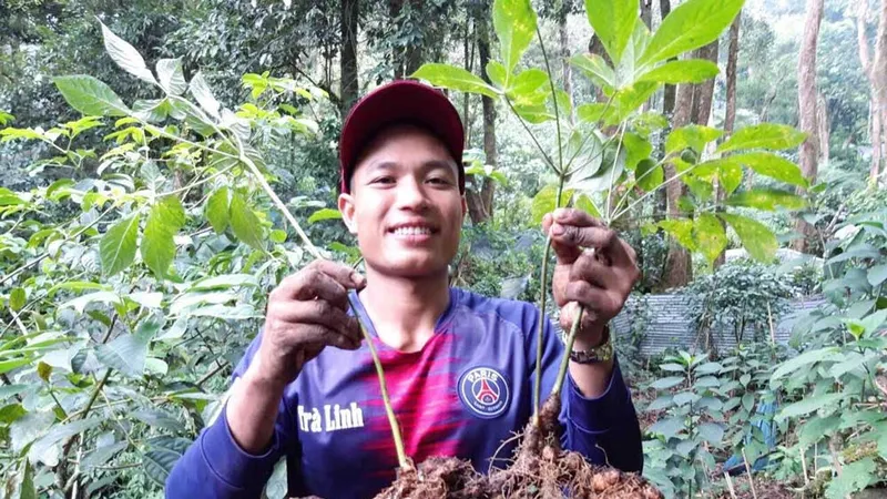 Người dân huyện Nam Trà My (tỉnh Quảng Nam) với sâm Ngọc Linh. Ảnh: XUÂN QUỲNH
