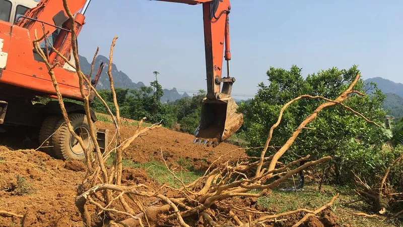 Tan tác vựa cam Cao Phong