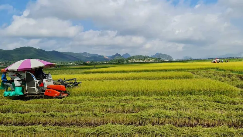 Cánh đồng chưa “bay” - Bài 1: Manh mún, nhỏ lẻ và tự phát