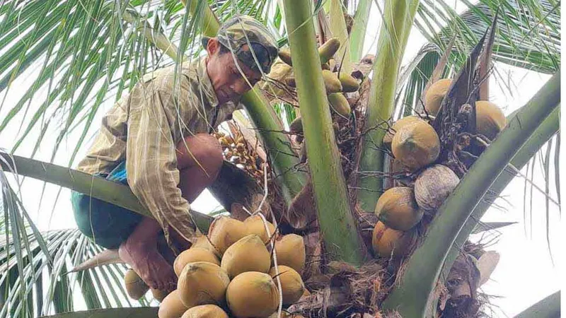 Giá trị của cây dừa