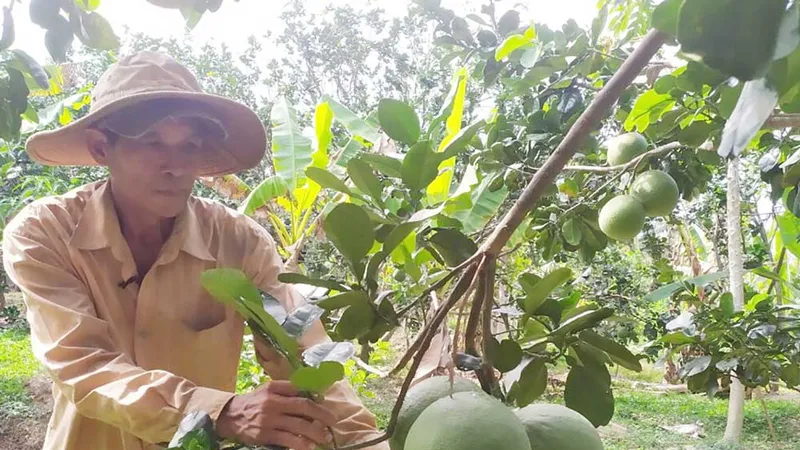 Bưởi da xanh Bến Tre lần đầu tiên được xuất sang thị trường Mỹ. Ảnh: TÍN HUY
