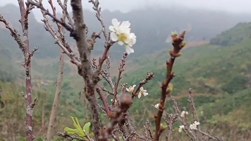 Xuân đến trên những cành “củi khô”