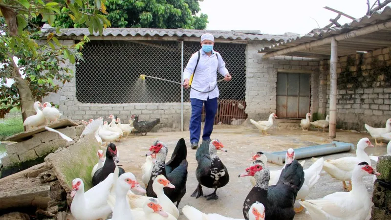 Tỉnh biên giới giáp Việt Nam có ca mắc cúm A (H5N1): Tăng cường giám sát, chủ động phòng chống