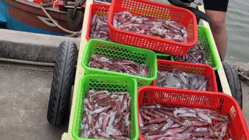 Quảng Bình: Ngư dân trúng mùa mực