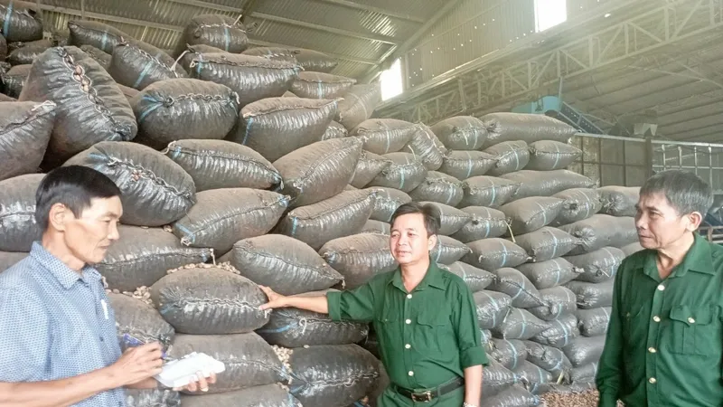 Đi lên nhờ chế biến điều xuất khẩu