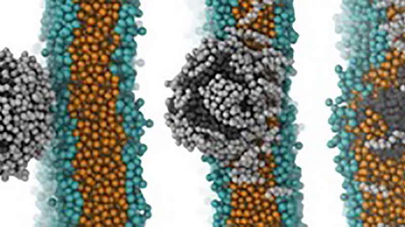 Mô hình các phân tử nhựa và cholesterol vượt qua hàng rào máu não. Ảnh: NANOMATERIALS