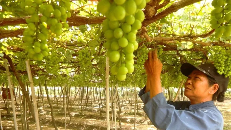 Lễ hội Nho - Vang Ninh Thuận sẽ diễn ra trong tháng 6